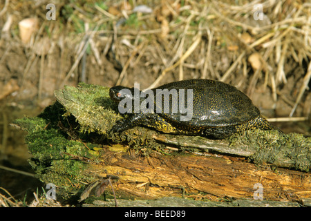 Étang d'eau douce d'Europe (Emys orbicularis) reposant dans le soleil sur un arbre log Banque D'Images