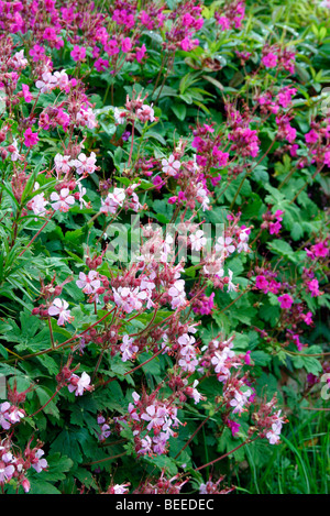 Les cultivars 'macrorhizzum Geranium Ingwersen's Variety' AGM (rose pâle) et le plus sombre de la variété 'Bevan AGA' Banque D'Images