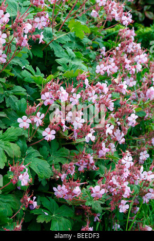 Les cultivars 'macrorhizzum Geranium Ingwersen's Variety' AGM Banque D'Images