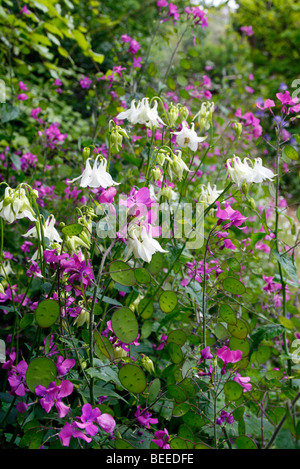 Aquilegia vulgaris forme blanche avec honnêteté - Lunaria annua Banque D'Images