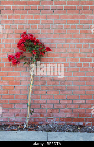 Les fleurs rouges contre un mur de briques Banque D'Images