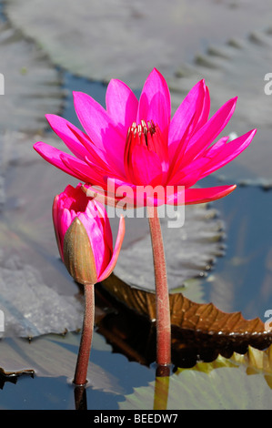 Rouge indien nénuphar (Nymphaea rubra), Jaipur, Rajasthan, Inde, Asie Banque D'Images