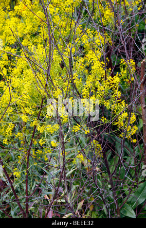 Isatis tinctoria - guède Banque D'Images