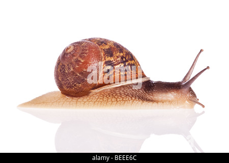 Escargot isolé sur fond blanc Banque D'Images