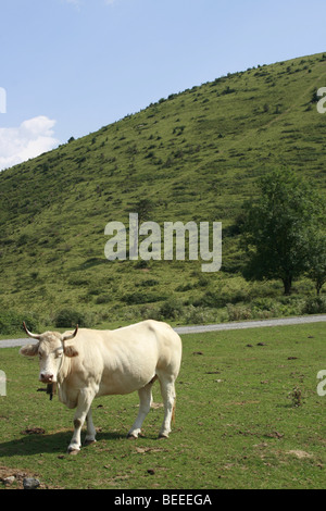 Vache Blonde d'Aquitaine, dans les Pyrénées, Pays Basque Banque D'Images