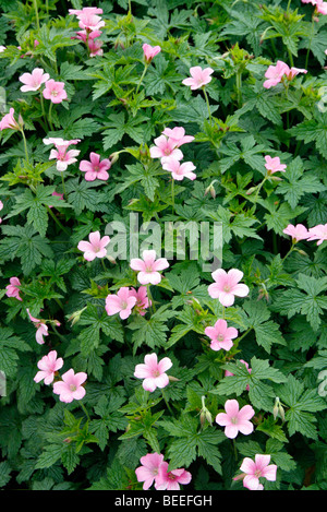 Geranium x oxonianum 'Wargrave Pink' AGM Banque D'Images