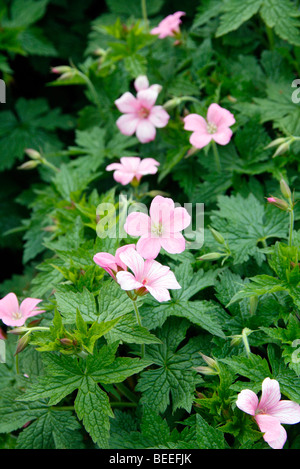 Geranium x oxonianum 'Wargrave Pink' AGM Banque D'Images