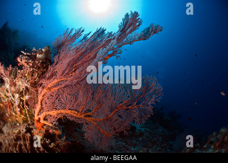 Gorgones avec fond bleu sous l'eau. Banque D'Images