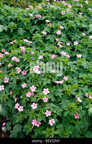 Geranium x oxonianum 'Wargrave Pink' AGM Banque D'Images