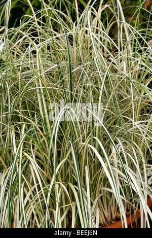 Carex riparia 'Variegata' Carex acuta syn 'Variegata' Banque D'Images