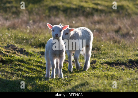 Deux agneaux sur Fair Isle en Shetland Banque D'Images