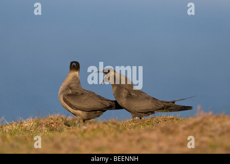 Labbe parasite Stercorarius parasiticus phase obscure Fair Isle Shetland Banque D'Images