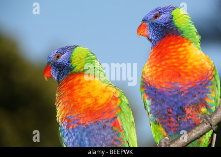 Paire de têtes pourpres Arc-en-ciel, Adélaïde, Australie du Sud. Banque D'Images