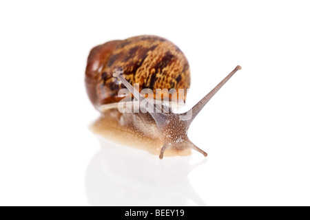 Escargot isolé sur fond blanc Banque D'Images