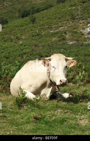 Vache Blonde d'Aquitaine, dans les Pyrénées, Pays Basque Banque D'Images