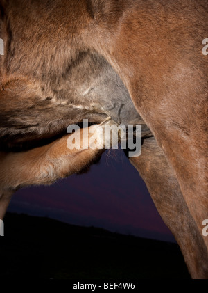 Mare et son poulain au coucher du soleil, de l'Islande Banque D'Images