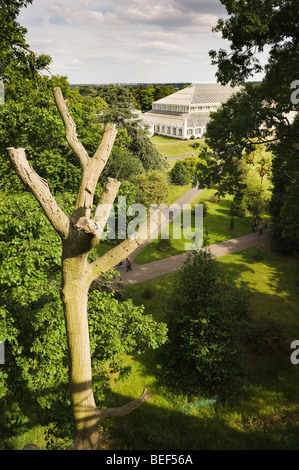 Vue de la maison à travers les arbres des régions tempérées de l'Xtrata Treetop Walkway à Kew Gardens. Banque D'Images