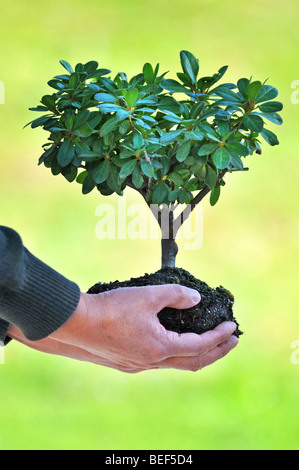 Tree et le sol entre les mains de l'homme sur le fond vert Banque D'Images