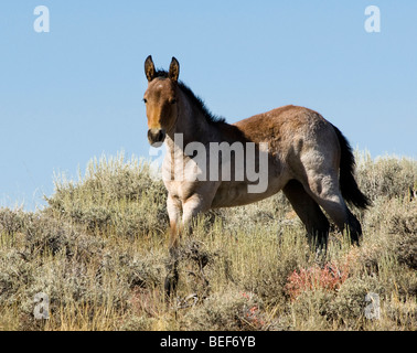 Itinérance libre sur la Montagne Blanche mustangs BLM terre près de Green River dans le Wyoming Banque D'Images