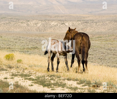 Itinérance libre sur la Montagne Blanche mustangs BLM terre près de Green River dans le Wyoming Banque D'Images