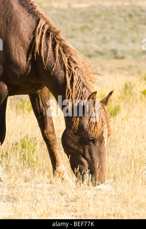 Itinérance libre sur la Montagne Blanche mustangs BLM terre près de Green River dans le Wyoming Banque D'Images