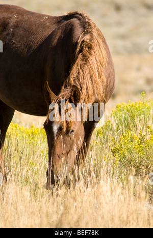 Itinérance libre sur la Montagne Blanche mustangs BLM terre près de Green River dans le Wyoming Banque D'Images