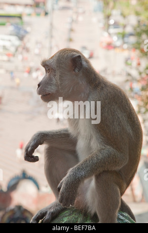 Manger du crabe-singe macaque (Macaca fascicularis) grottes de Batu Malaisie Banque D'Images