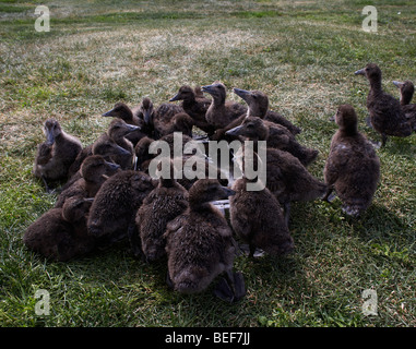 Canetons eiders, Islande, Fjords de l'Ouest Banque D'Images