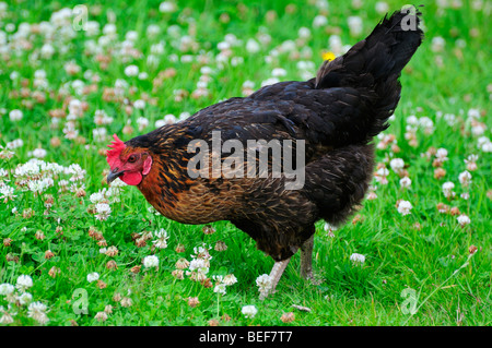 Close up Chicken Gallus gallus domesticus assis Banque D'Images