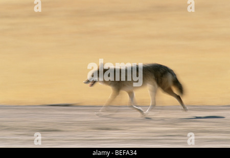 Le Coyote, (Canis latrans), tournant, NWR Bosque del Apache, New Mexico, USA. Banque D'Images
