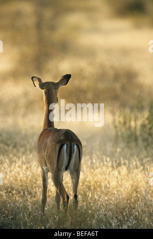 Impala, (Aepyceros melampus), dans l'herbe haute, le Parc National de Samburu, Kenya. Banque D'Images