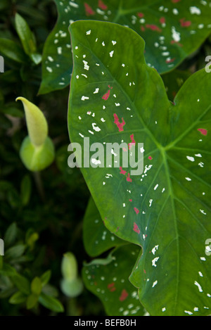 Close-up of a Caladium Caladium bicolor (feuille) à Guanacaste, Costa Rica. Banque D'Images