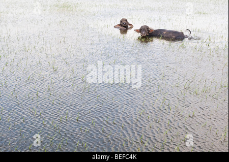 Le buffle d'eau rafraîchissant dans un lac. L'Andhra Pradesh, Inde Banque D'Images