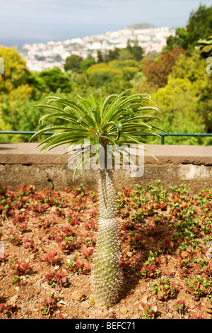 Cactus dans le jardin botanique à Funchal à Madère. Banque D'Images