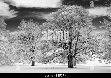 Les arbres de chêne couvertes de neige dans la campagne anglaise. Noir et blanc avec un filtre rouge à contraste élevé appliqué Banque D'Images