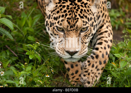 Prowling jaguar, Panthera onca, en Equateur. Banque D'Images