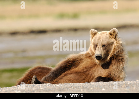 Stock photo d'un ours brun d'Alaska se détendre sur la plage. Banque D'Images