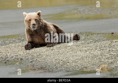 Stock photo d'un ours brun d'Alaska se reposant sur un banc de gravier dans une crique. Banque D'Images