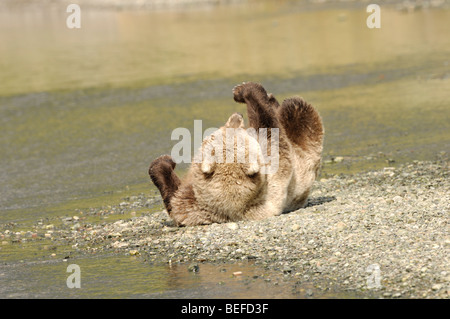 Stock photo d'un ours brun d'Alaska se reposant sur un banc de gravier dans une crique. Banque D'Images