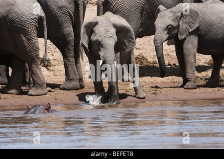 Mignon bébé éléphant africain, sur les rives, oreilles battantes, joue dans l'eau de la rivière éclaboussant à coffre vu par hippo dans l'eau au Maasai Mara, Kenya Banque D'Images