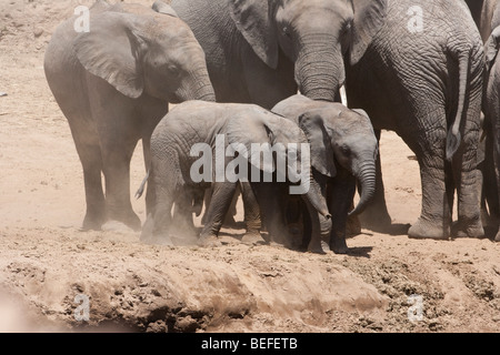 2 mignon bébé éléphants africains de jouer, marcher ensemble avec précaution vers le bas de la rivière raide vu de façon protectrice par matriarche éléphant au Maasai Mara au Kenya Banque D'Images