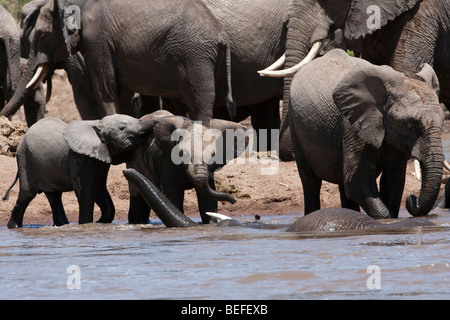 2 drôle de bébés éléphants jouant ensemble dans la rivière clapote oreilles avec echelle des profils, l'éléphant, l'arrière-plan du troupeau Afrique Kenya Masai Mara Banque D'Images