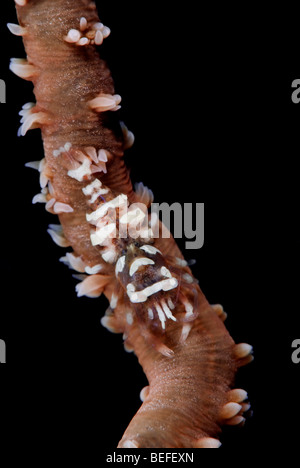 Corail noir Les crevettes sous l'eau. Banque D'Images