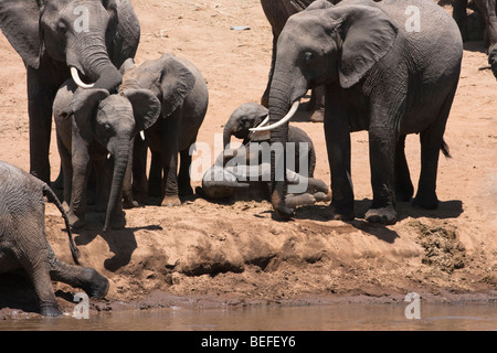 Grande famille troupeau d'éléphants africains ludique, les adultes et les bébés, bébés éléphants jouant roulant sur muddy river bank dans les masais Mara du Kenya Banque D'Images