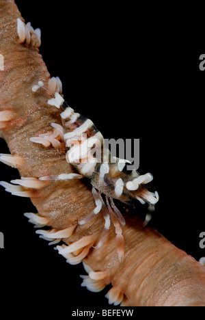 Corail noir Les crevettes sous l'eau. Banque D'Images