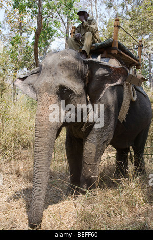Close up Mahout se trouve à dos d'éléphant sur la plate-forme matelassés avant de donner à des touristes Kanha National Park, Inde, Madhya Pradesh Banque D'Images