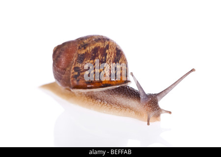 Escargot isolé sur fond blanc Banque D'Images