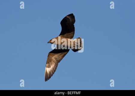 Grand labbe ou bonxie Fair Isle Shetland Banque D'Images