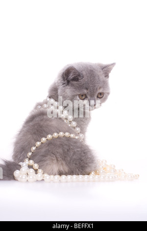 Petit chat avec des perles sur un fond blanc Banque D'Images