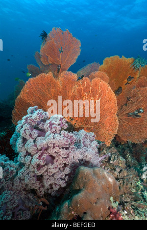 Gorgones avec fond bleu sous l'eau. Banque D'Images